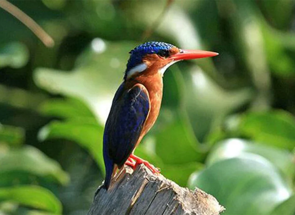 Best Bird Watching Destinations in Rwanda