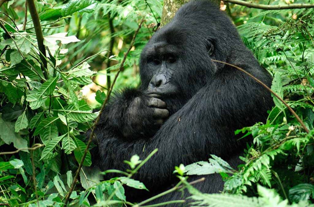 Habituated Mountain Gorilla Families in Buhoma, Bwindi Impenetrable National Park