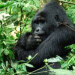 Habituated Mountain Gorilla Families in Buhoma, Bwindi Impenetrable National Park