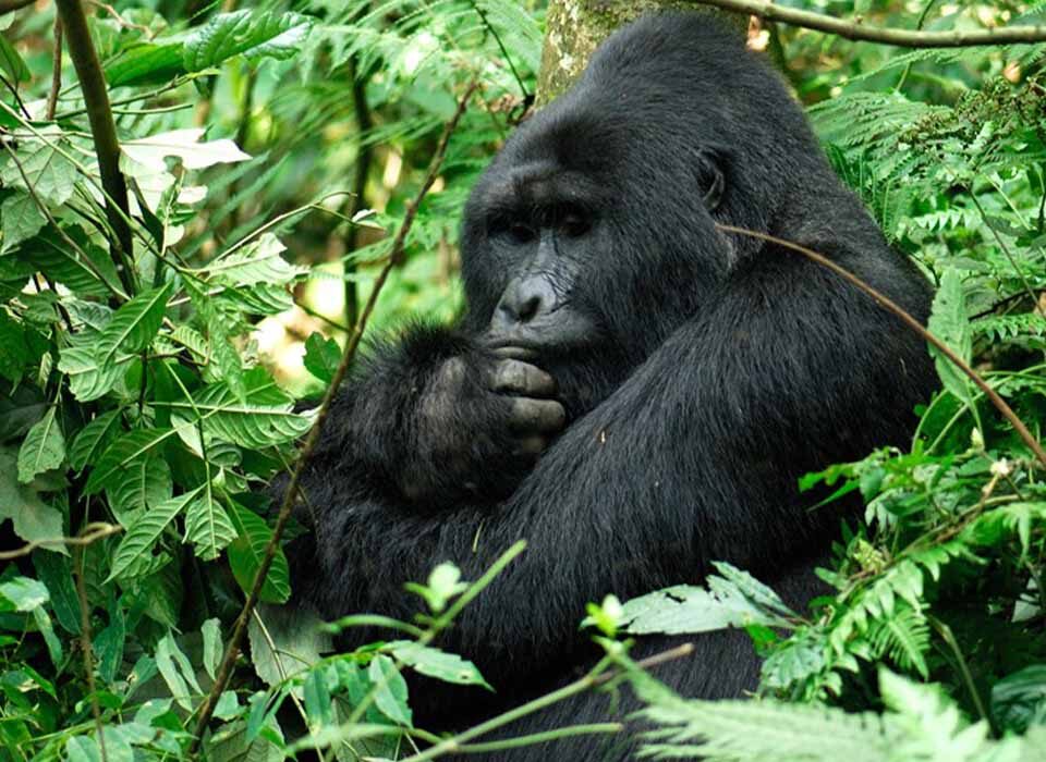 Habituated Mountain Gorilla Families in Buhoma, Bwindi Impenetrable National Park