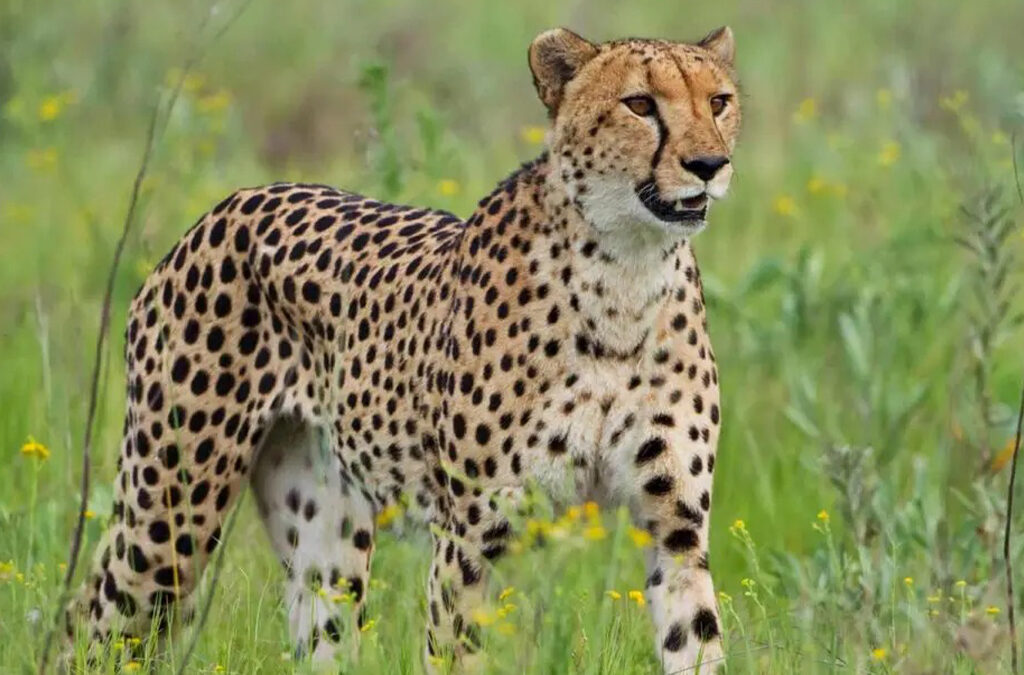 Cheetahs in Kidepo Valley National Park