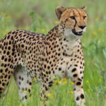 Cheetahs in Kidepo Valley National Park