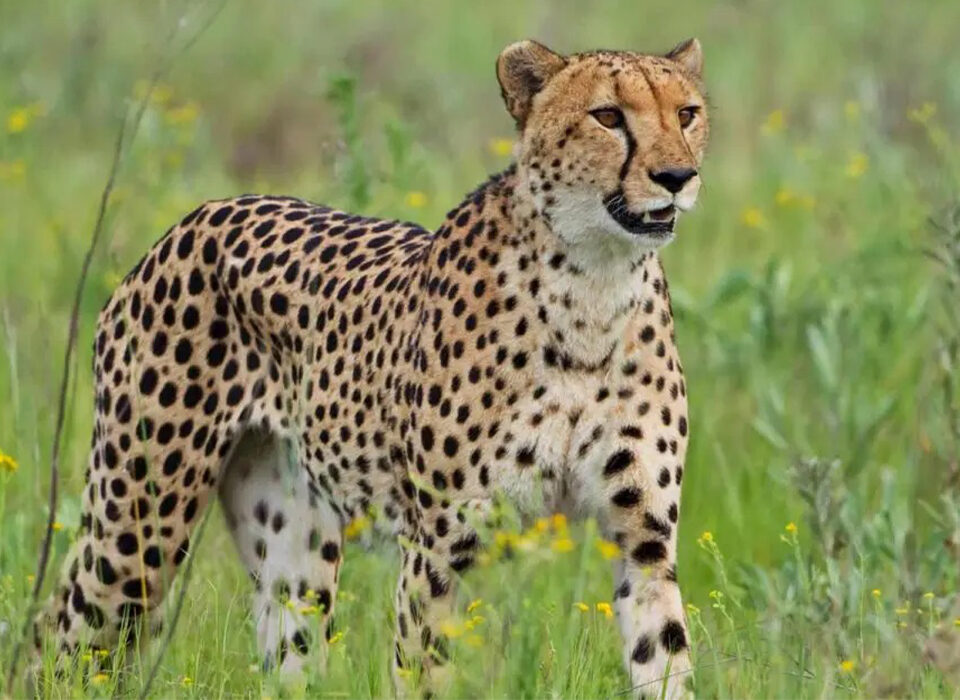 Cheetahs in Kidepo Valley National Park