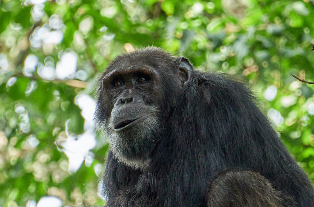 Chimpanzee Filming Tour in Budongo Forest