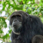 Chimpanzee Filming Tour in Budongo Forest