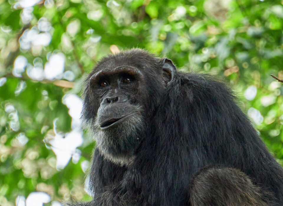 Chimpanzee Filming Tour in Budongo Forest