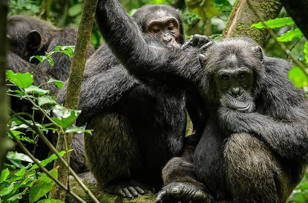 Top Things to Do During Your Safari in Rwanda