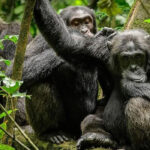 Top Things to Do During Your Safari in Rwanda