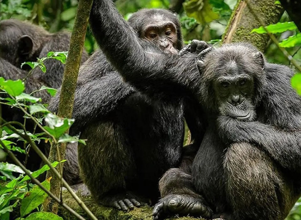 Top Things to Do During Your Safari in Rwanda