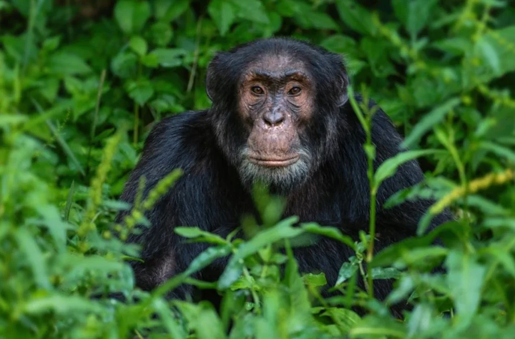 How Many People Are Allowed Per Chimp Tracking Group in Uganda?