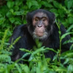 How Many People Are Allowed Per Chimp Tracking Group in Uganda?