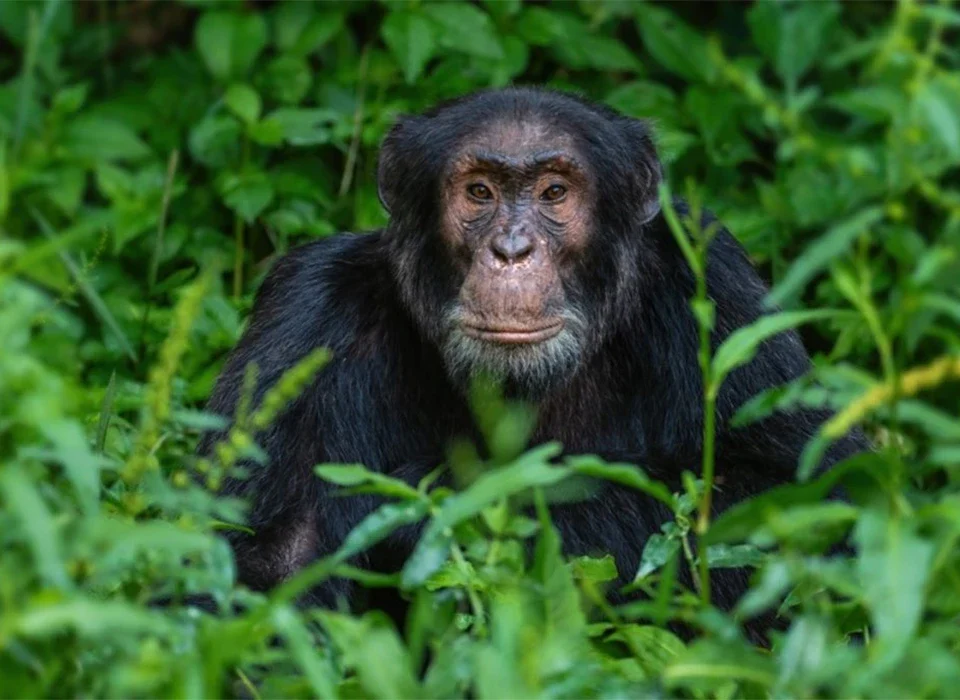 How Many People Are Allowed Per Chimp Tracking Group in Uganda?