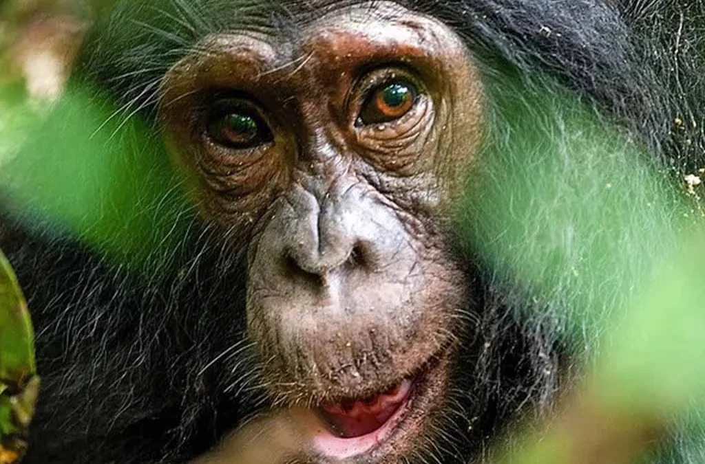 Comparing Chimpanzee Trekking in Kalinzu Forest and Kyambura Gorge
