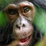Comparing Chimpanzee Trekking in Kalinzu Forest and Kyambura Gorge