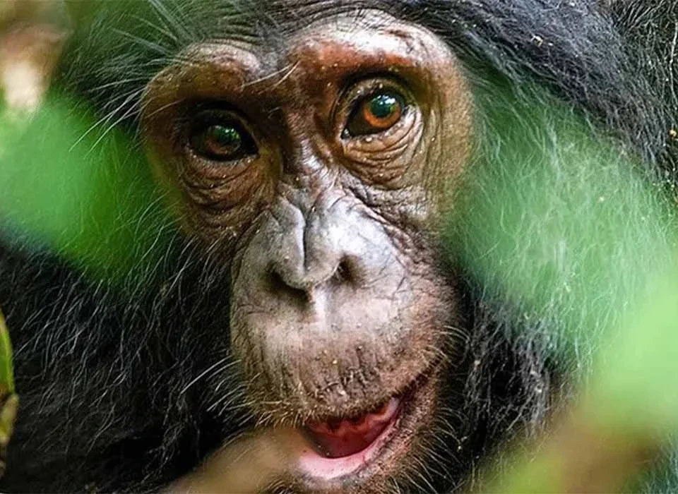 Comparing Chimpanzee Trekking in Kalinzu Forest and Kyambura Gorge