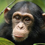What to Do and See in Kalinzu Forest Reserve