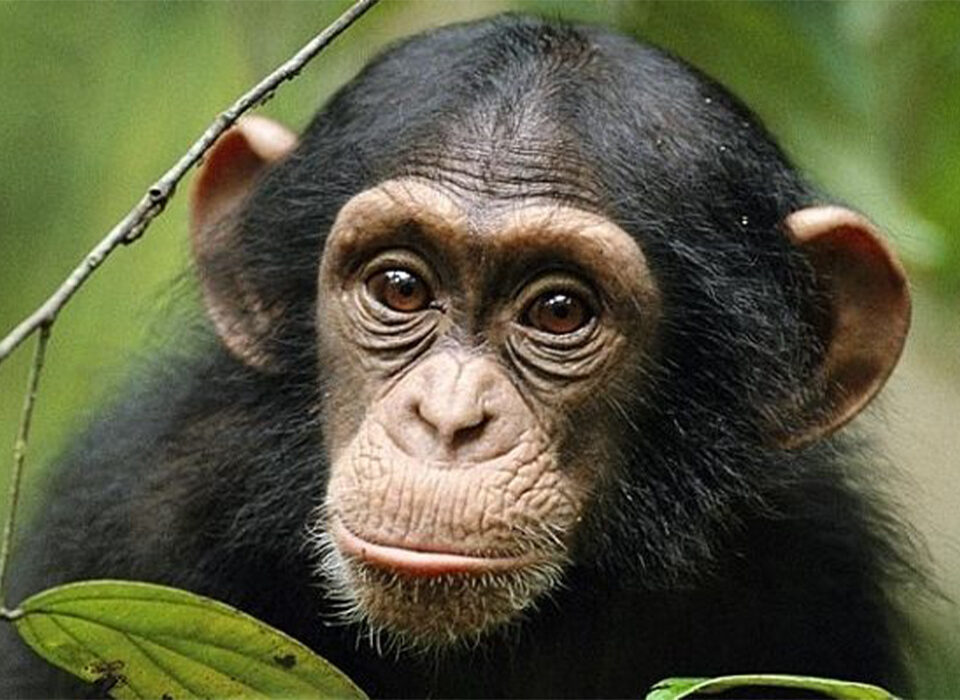 What to Do and See in Kalinzu Forest Reserve