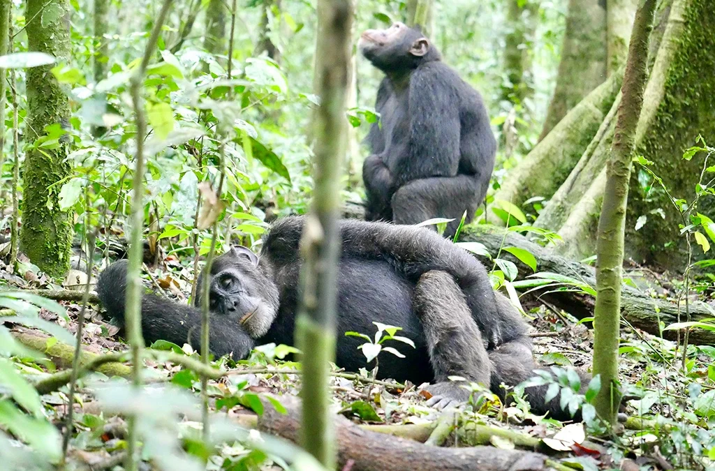 Chimpanzee Trekking in Gombe and Mahale Mountains
