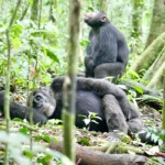 Chimpanzee Trekking in Gombe and Mahale Mountains