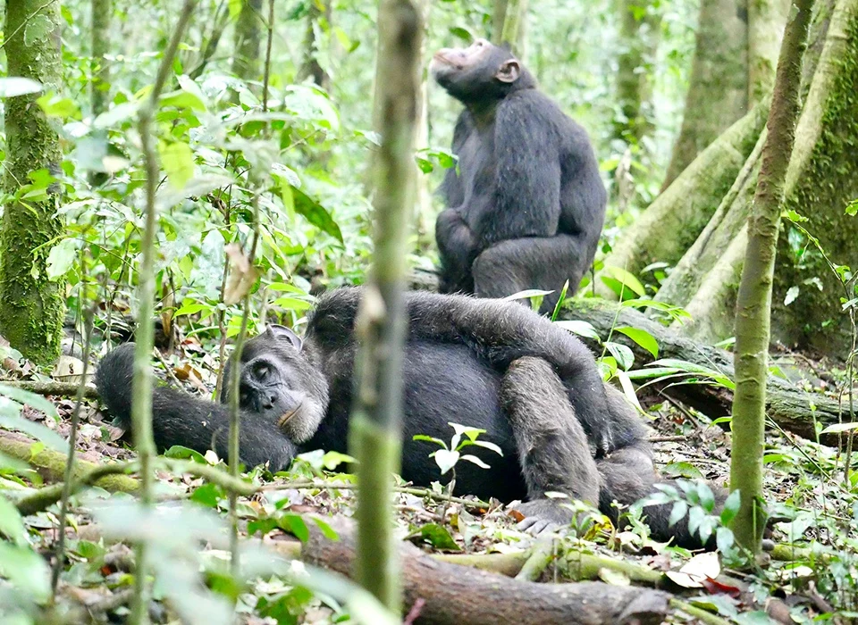 Chimpanzee Trekking in Gombe and Mahale Mountains