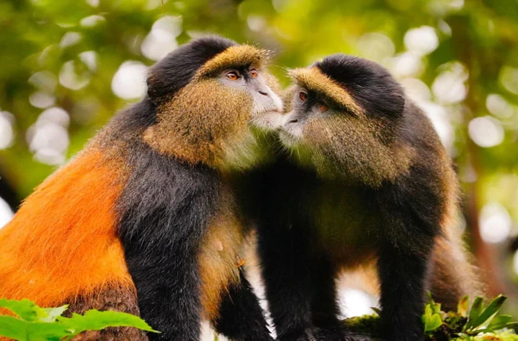 Age Limit for Golden Monkey Trekking in Mgahinga Gorilla National Park