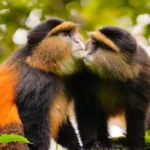 Age Limit for Golden Monkey Trekking in Mgahinga Gorilla National Park