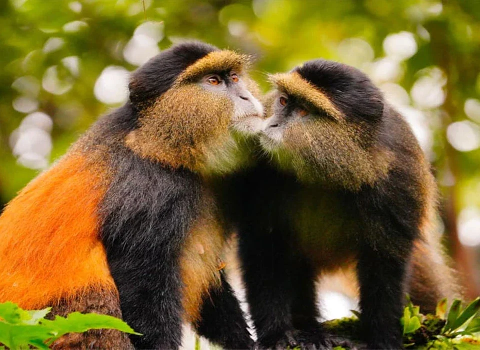 Age Limit for Golden Monkey Trekking in Mgahinga Gorilla National Park