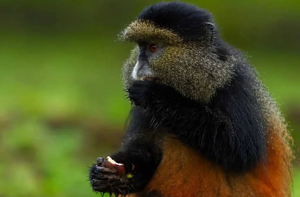Understanding Rwanda’s Incredible Primates