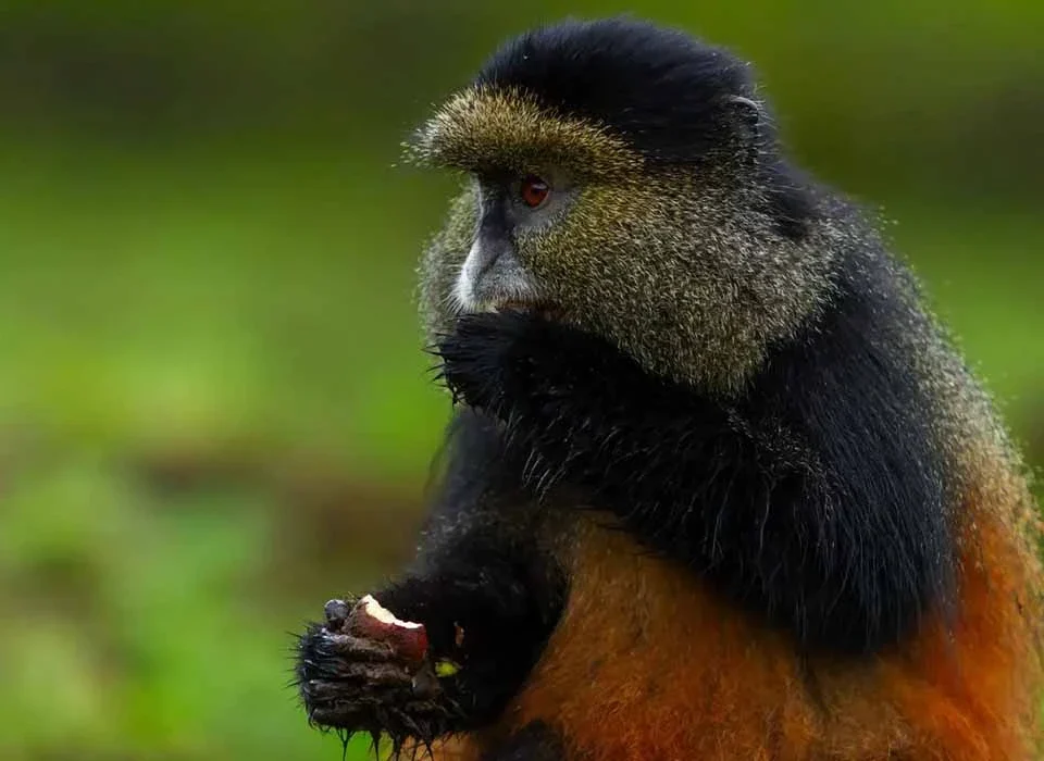 Understanding Rwanda’s Incredible Primates