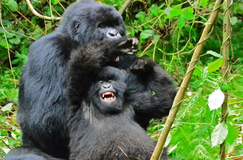 How Long Do Gorillas Live? Understanding the Lifespan of Gorillas