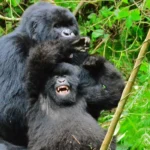 How Long Do Gorillas Live? Understanding the Lifespan of Gorillas