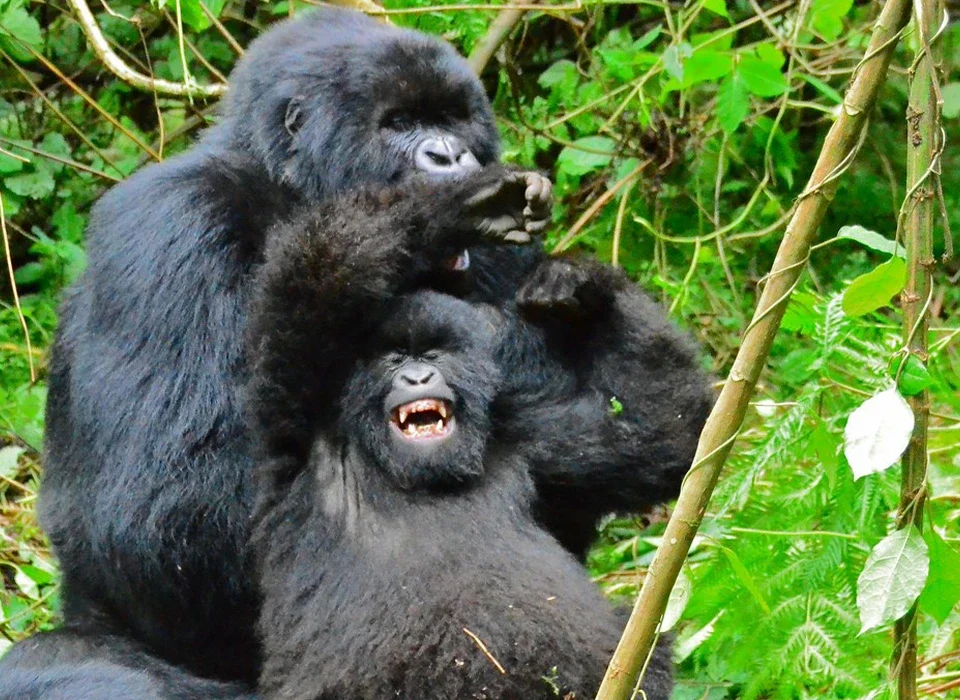 How Long Do Gorillas Live? Understanding the Lifespan of Gorillas