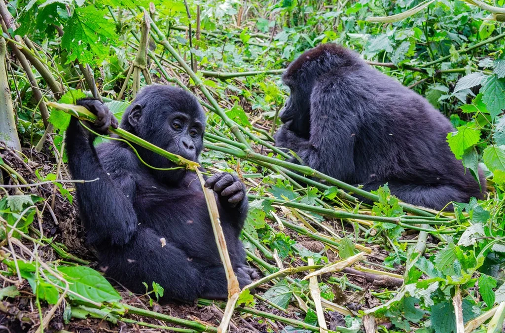 Is It Safe to Visit Gorillas in Uganda?