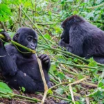 Is It Safe to Visit Gorillas in Uganda?