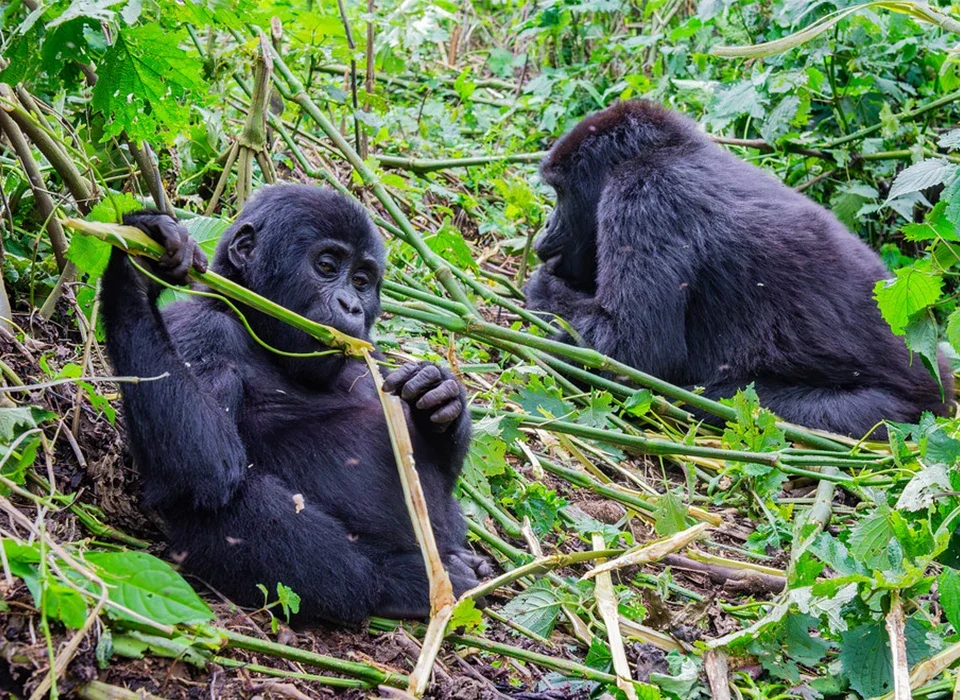 Is It Safe to Visit Gorillas in Uganda?