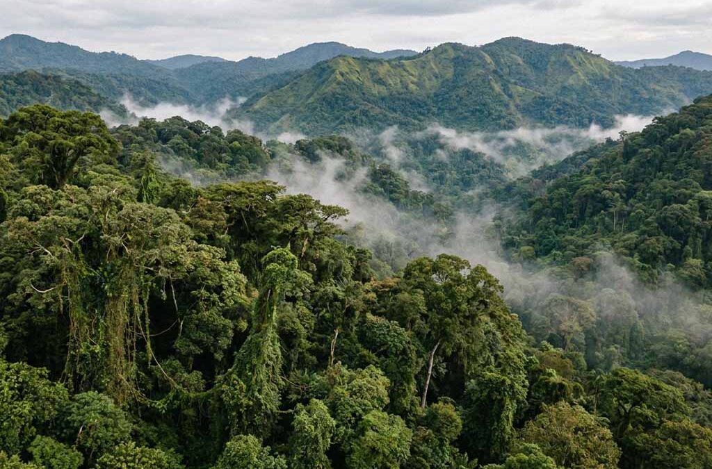 Gorilla Safari in Uganda During the Rainy Season