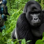 What Are the Chances of Seeing Mountain Gorillas in Rwanda?