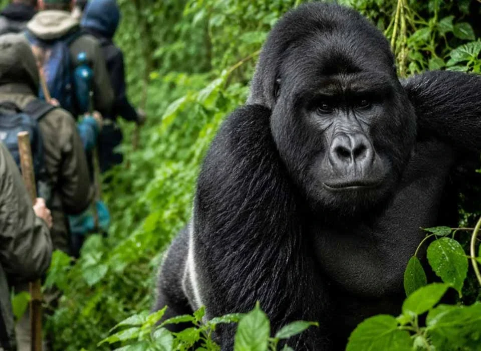 What Are the Chances of Seeing Mountain Gorillas in Rwanda?