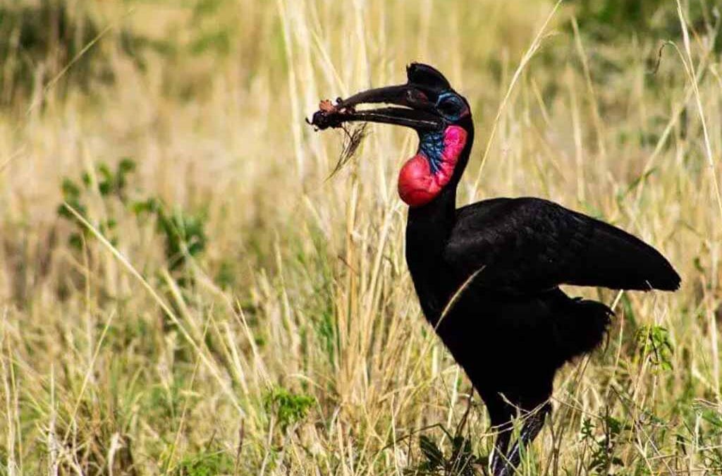 What Rare Bird Species Can Be Seen in Uganda?