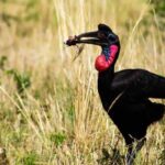 What Rare Bird Species Can Be Seen in Uganda?