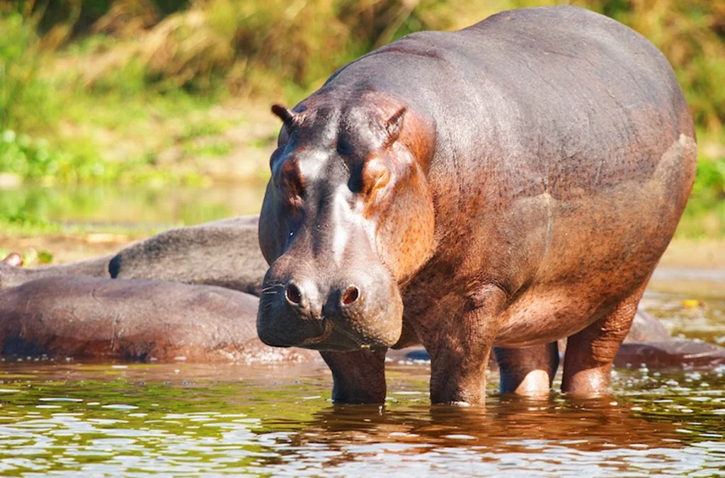 How Long Do Hippos Live? A Life Journey with Africa’s Mighty River Giants