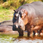 How Long Do Hippos Live? A Life Journey with Africa’s Mighty River Giants