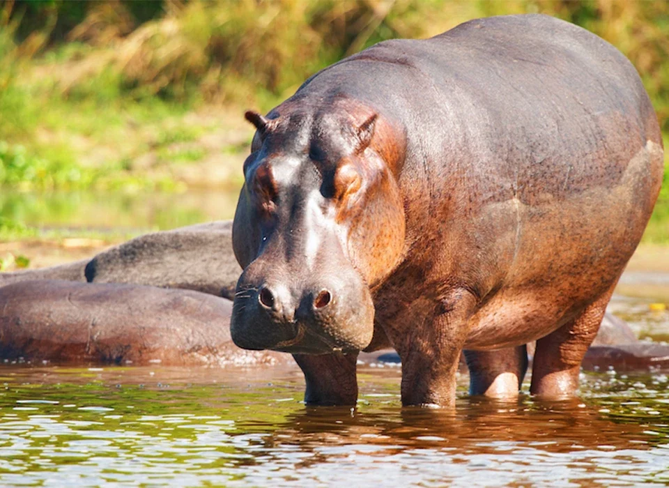 How Long Do Hippos Live? A Life Journey with Africa’s Mighty River Giants