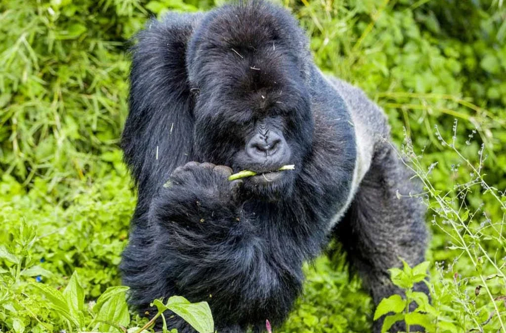 What Does Gorilla Trekking Feel Like?