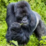 What Does Gorilla Trekking Feel Like?