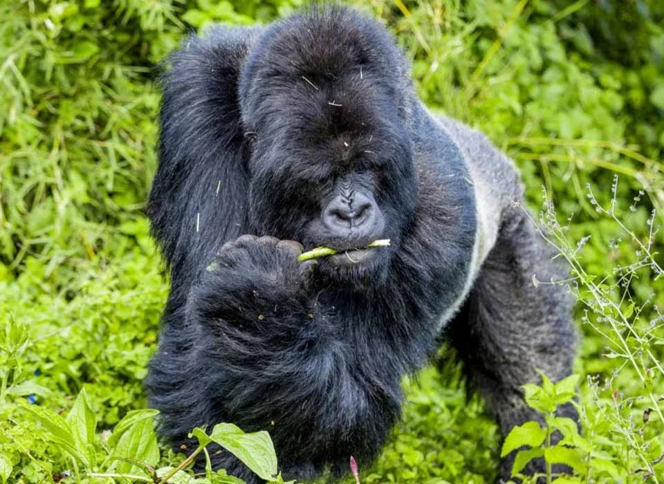 What Does Gorilla Trekking Feel Like?
