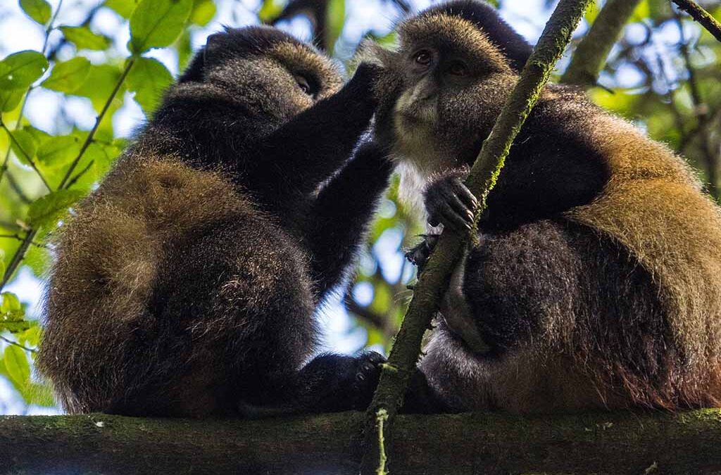 Primate Tracking in Uganda: A Journey into the World of Gorillas, Chimpanzees and Golden Monkeys