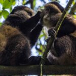 Primate Tracking in Uganda: A Journey into the World of Gorillas, Chimpanzees and Golden Monkeys