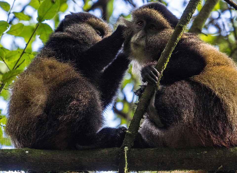 Primate Tracking in Uganda: A Journey into the World of Gorillas, Chimpanzees and Golden Monkeys