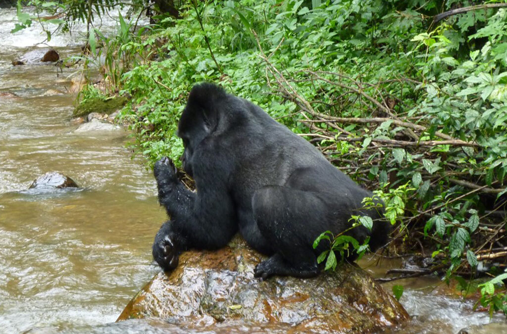 Can I Reschedule My Gorilla Trekking Permit for Bwindi?